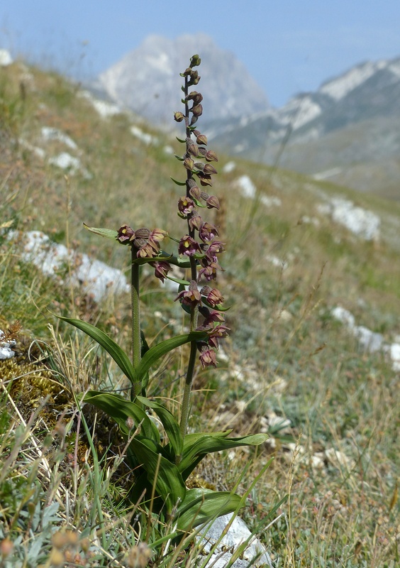 Le belle Epipactis sulle praterie di Campo Imperatore (AQ)  luglio 2025.